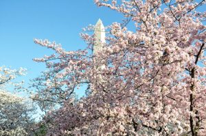 cherry-blossoms-blooming